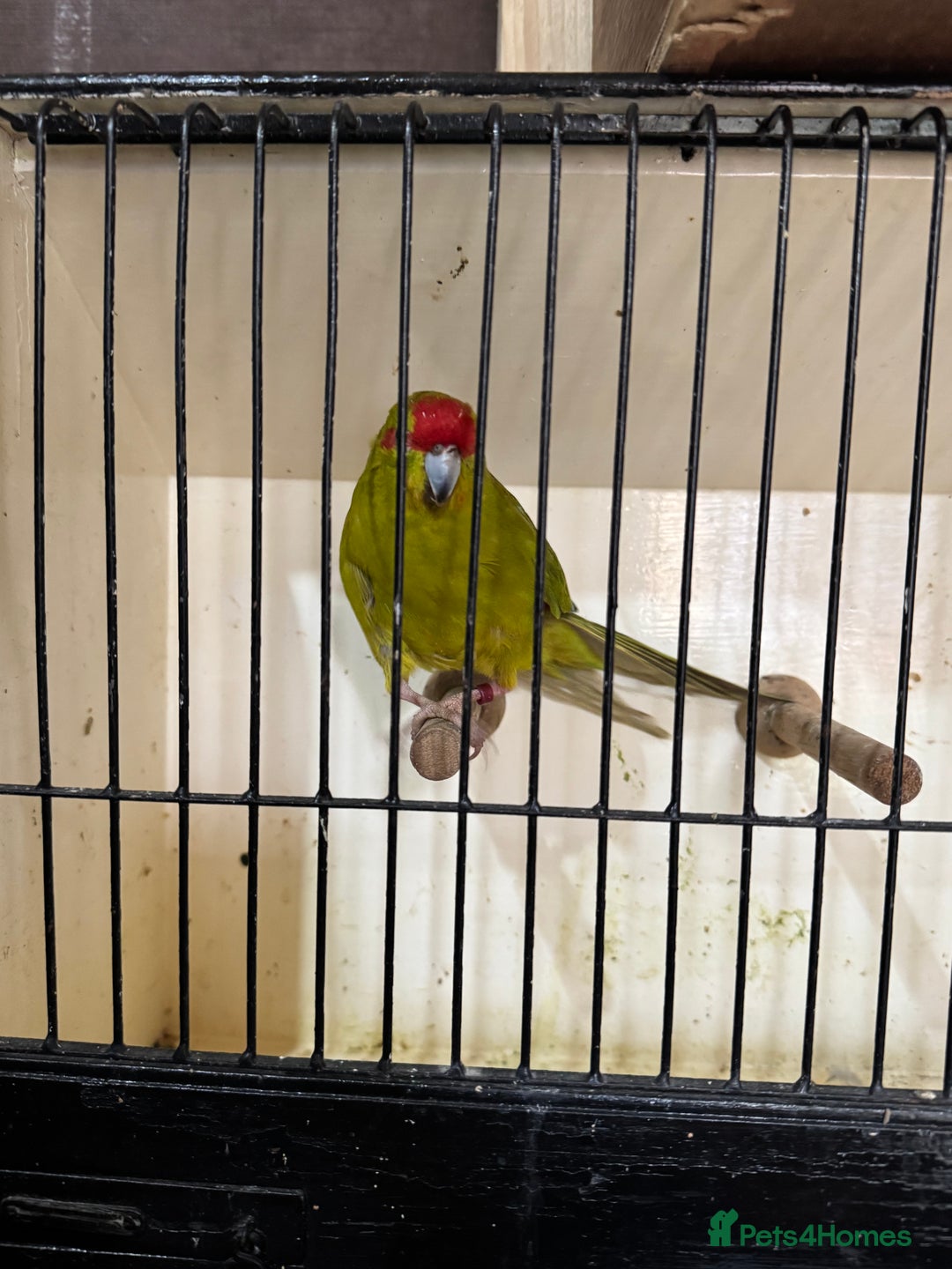 Parakeets birds for sale: Kakarikis  - Image 3