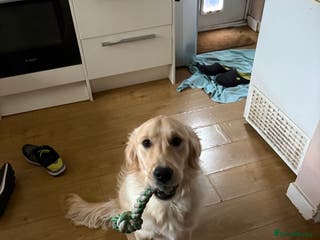 Golden Retriever dogs Golden retriever male - Advert 5