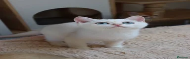 British Shorthair 3