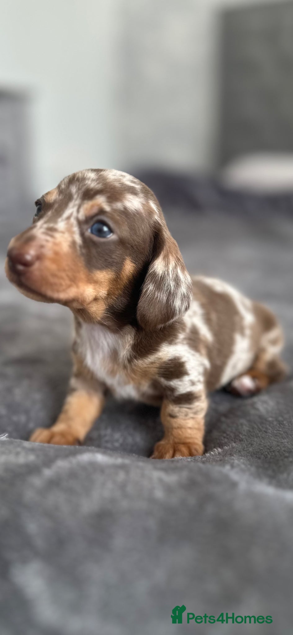 Miniature Dachshund dogs Miniature Dachshunds kc reg  - Advert 17