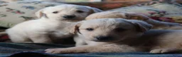 Labradoodle dogs for sale: Lovely Labradoodle Puppies - Advert 13