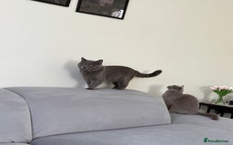 British Shorthair cats for sale: British Shorthair - Image 5