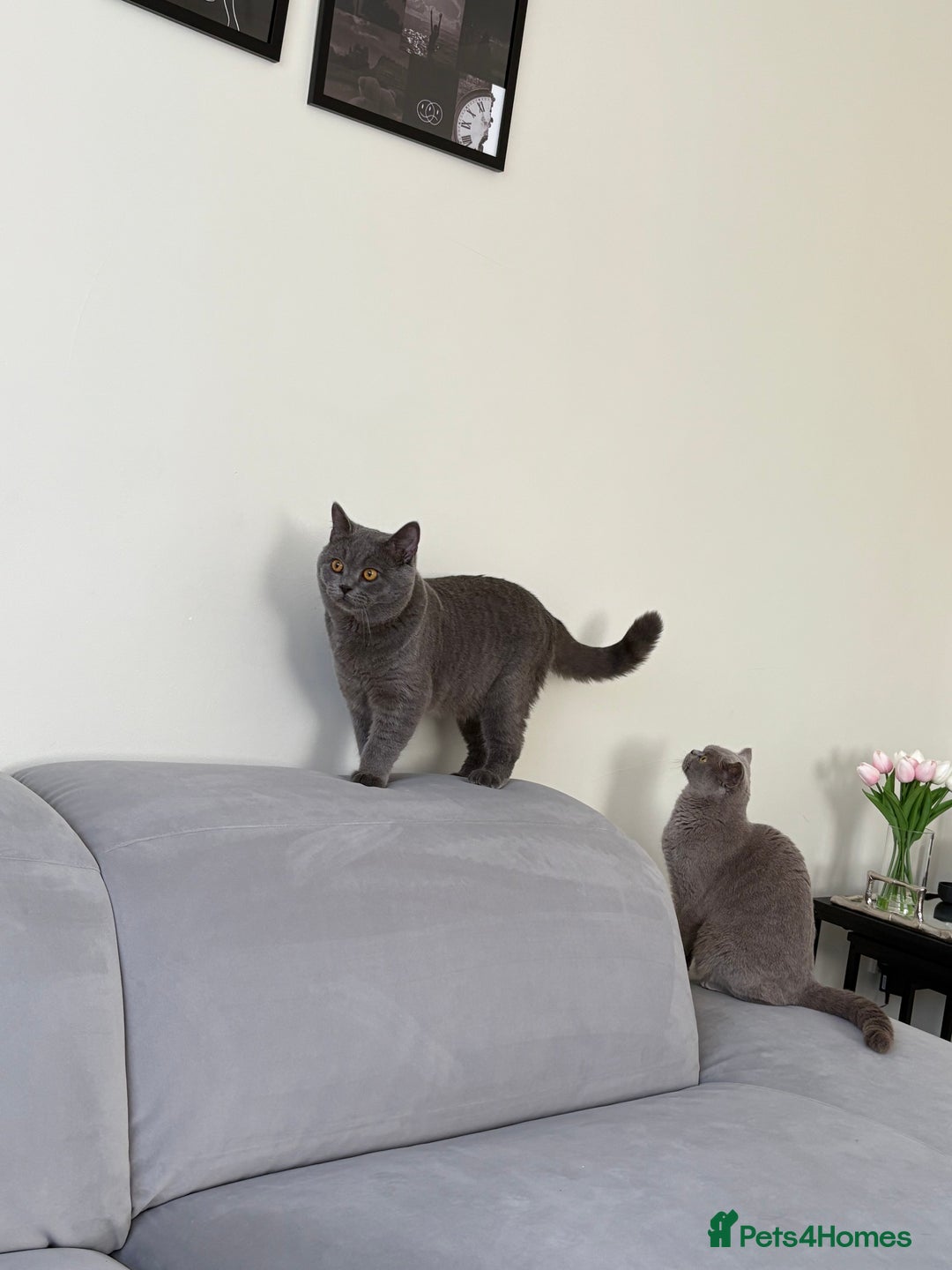 British Shorthair cats for sale: British Shorthair - Image 5