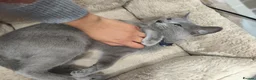 Russian Blue cats for sale: Beautiful 2-Year-Old Russian Blue Female cat - Advert 3