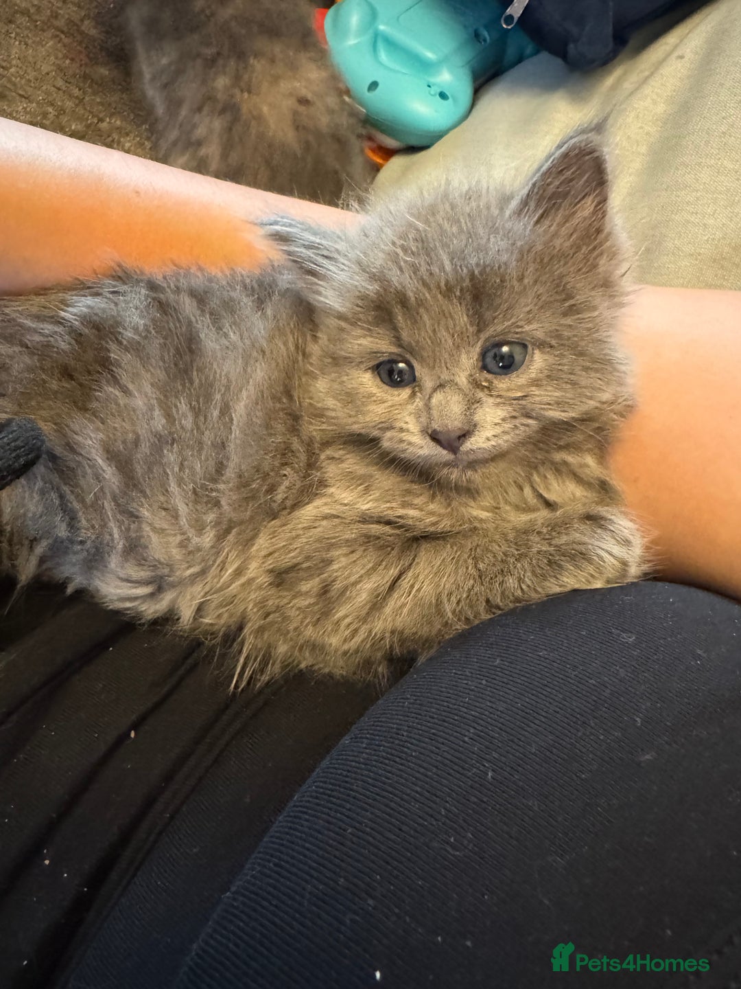 Russian Blue cats for sale: Blue Russian mix - Image 4