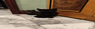 Ragdoll 4