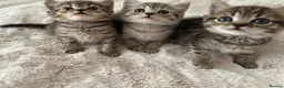 British Shorthair cats for sale: British short hair x exotic shorthair  - Advert 2