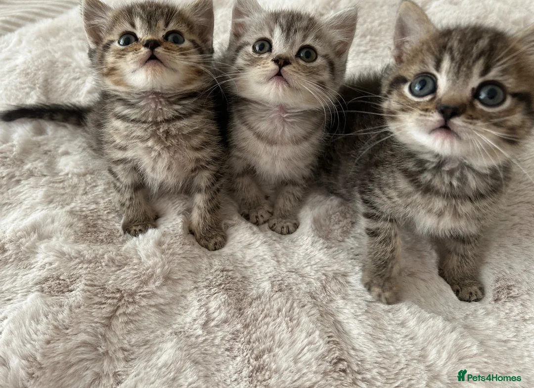 British Shorthair cats for sale: British short hair x exotic shorthair  - Advert 2