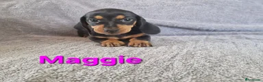 Miniature Dachshund 2