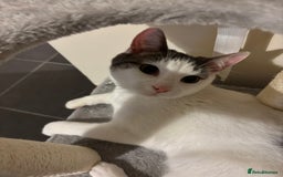 British Shorthair cats for sale: 1 year old white cat for sale - Image 5