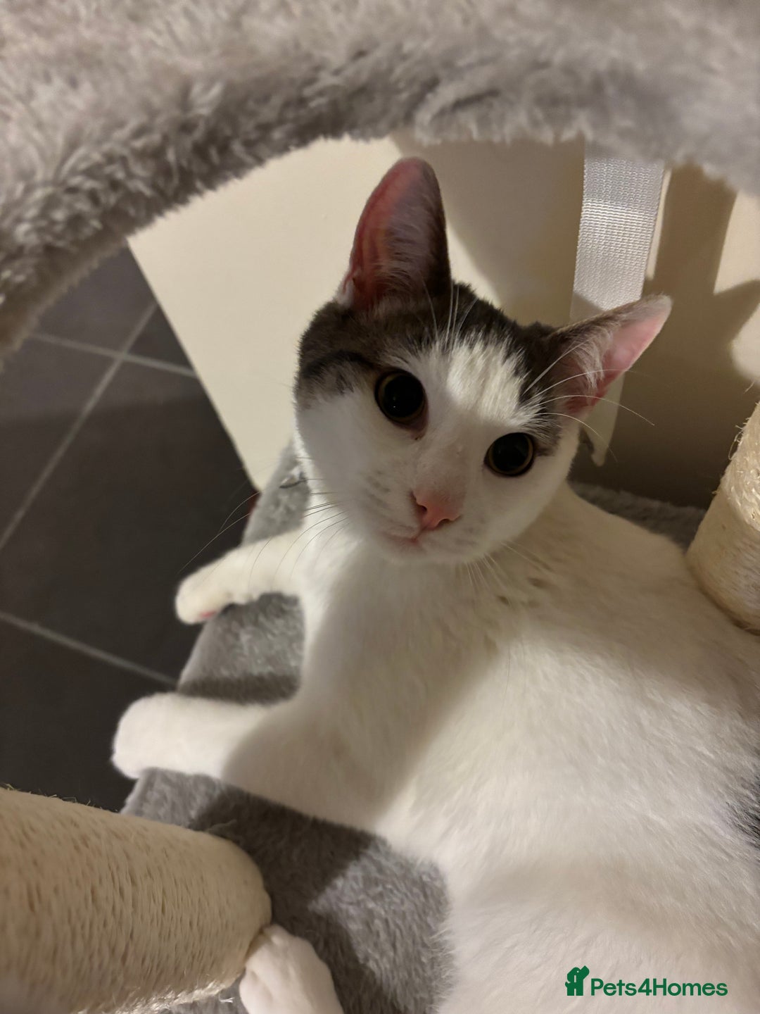British Shorthair cats for sale: 1 year old white cat for sale - Image 5