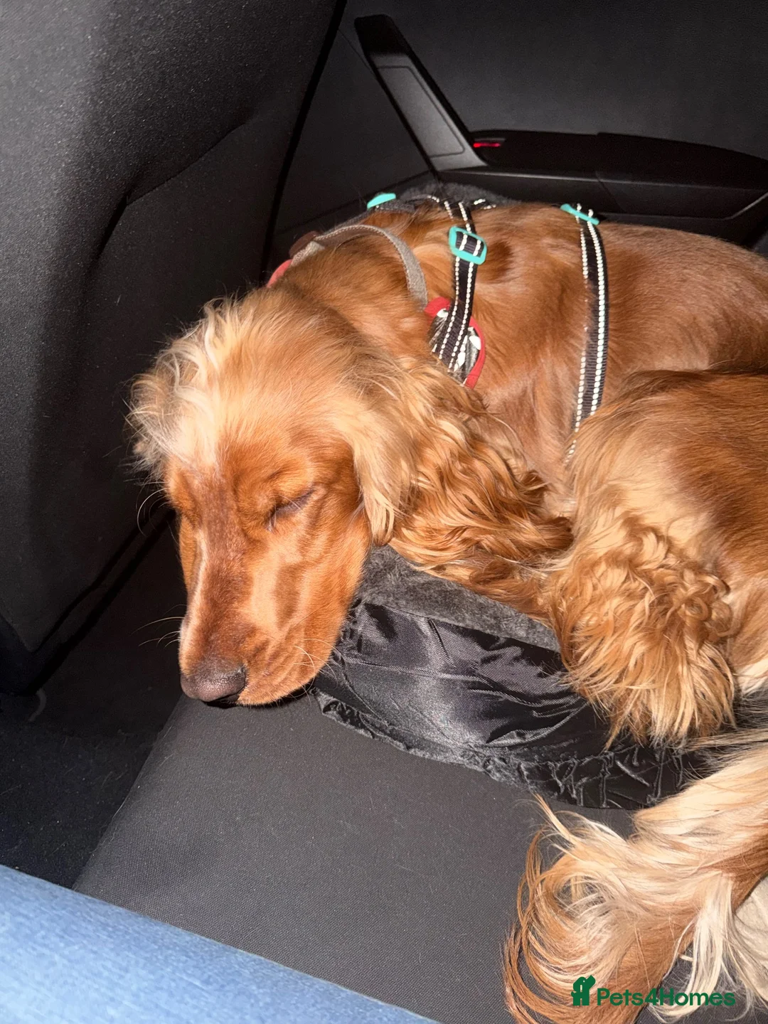 Cocker Spaniel dogs for sale: Zuko , 10 months old  in Stoke-on-Trent - Advert 4