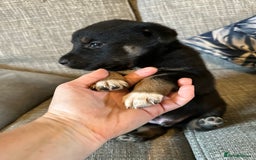 Mixed Breed dogs for sale: Kelpie x Border Collie pups available for new home - Image 8