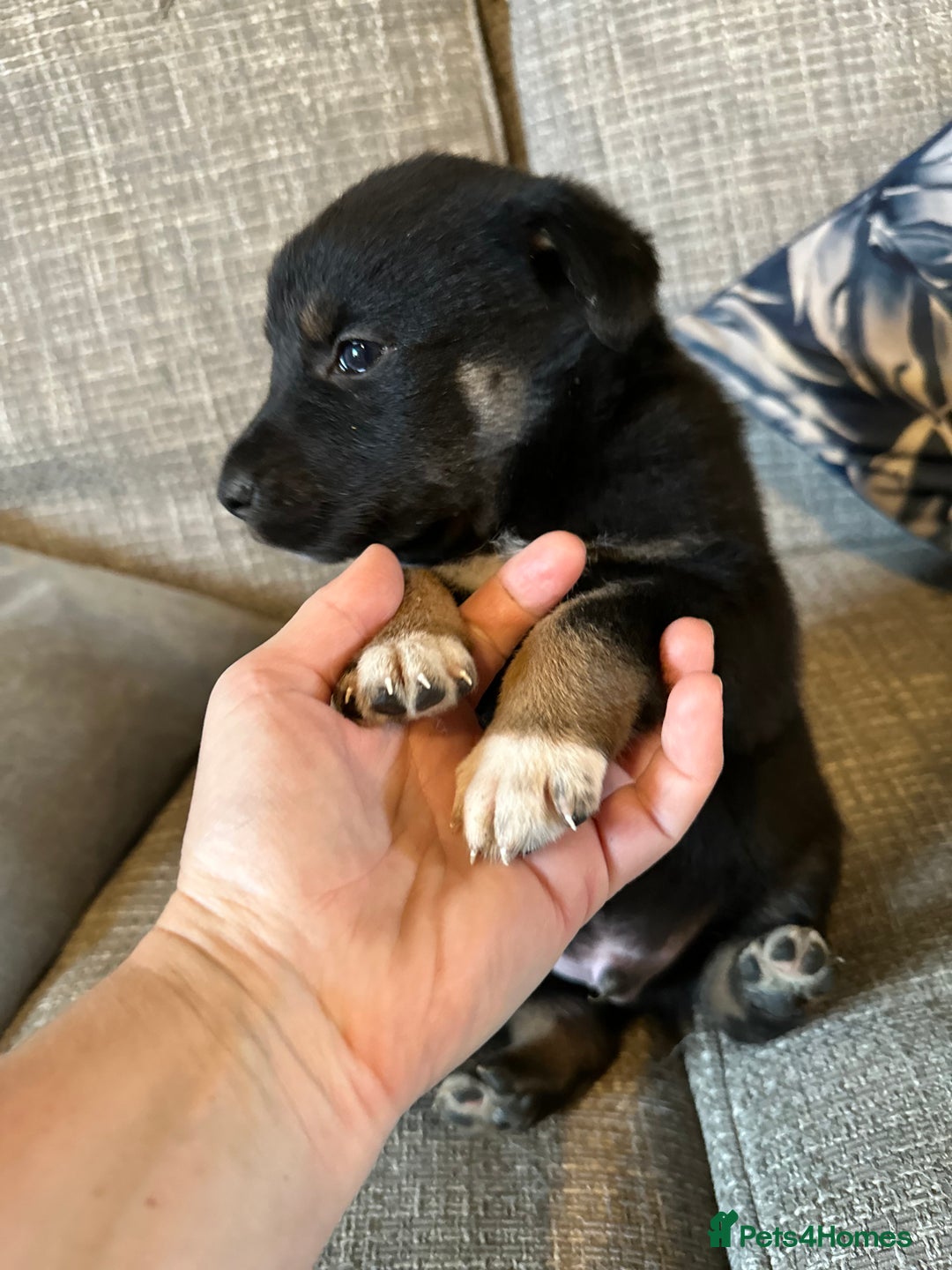 Mixed Breed dogs for sale: Kelpie x Border Collie pups available for new home - Image 8