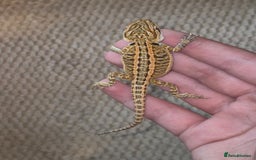 Bearded Dragon reptiles for sale: Bearded dragons  - Image 15