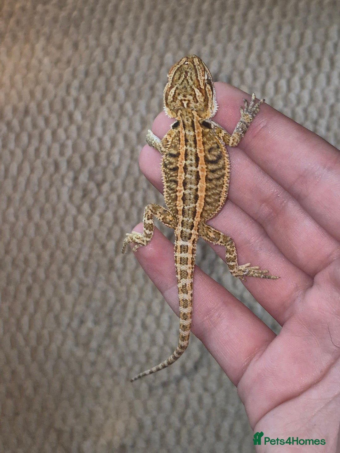 Bearded Dragon reptiles for sale: Bearded dragons  - Image 15
