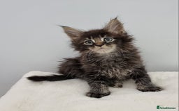 Maine Coon cats for sale: Pedigree Maine Coon Kittens for sale  - Image 2