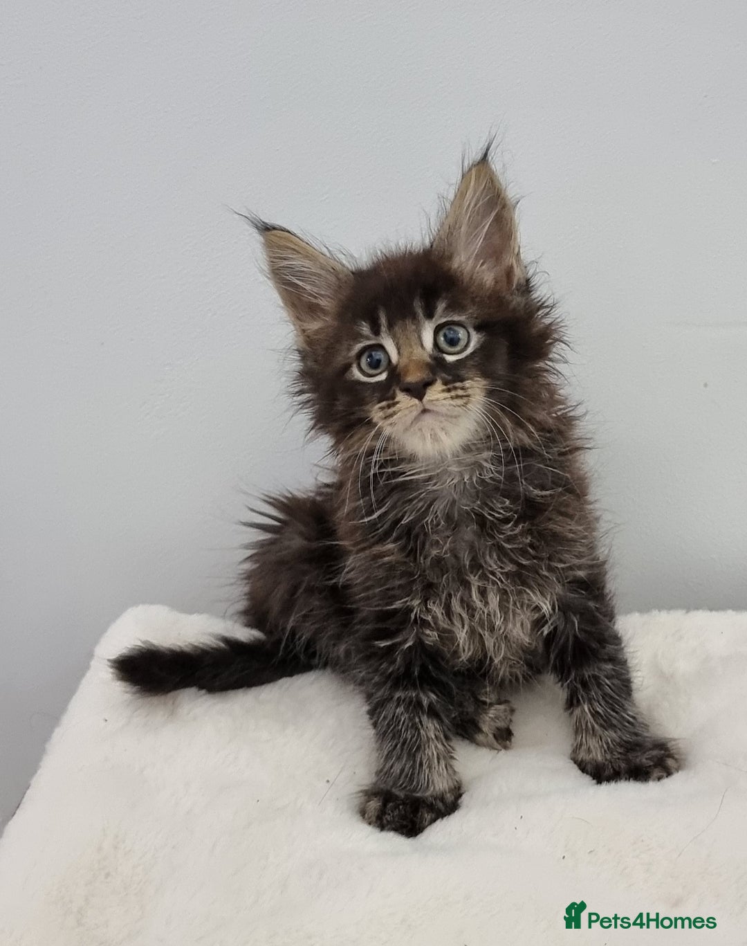 Maine Coon cats for sale: Pedigree Maine Coon Kittens for sale  - Image 2