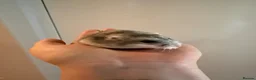 Hamster rodents for sale: Female Russian dwarf - Advert 2