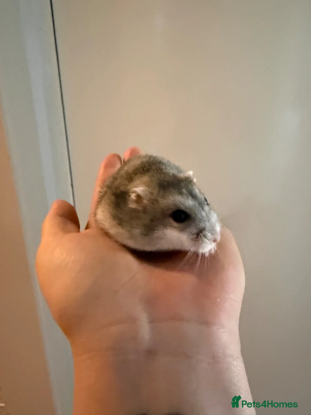 Hamster rodents for sale: Female Russian dwarf - Advert 2
