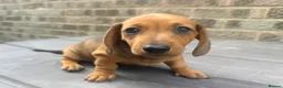 Miniature Dachshund dogs for sale: Miniature short-haired Dachshund - Advert 17