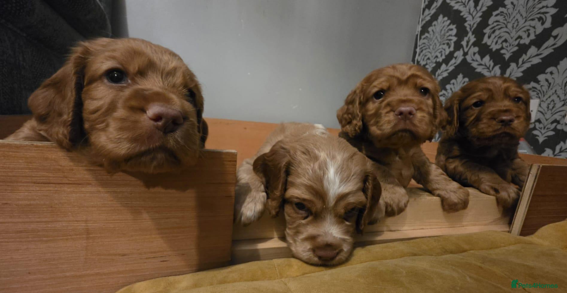 Cocker Spaniel dogs Cocker Spaniel Puppies - Advert 1