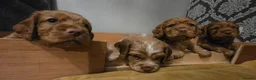Cocker Spaniel dogs for sale: Cocker Spaniel Puppies - Advert 1