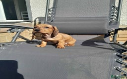 Dachshund dogs for sale: Adorable dachshund puppy - Image 4