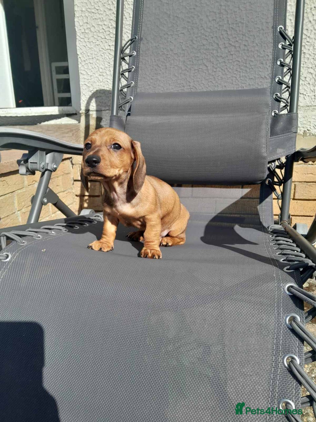Dachshund dogs for sale: Adorable dachshund puppy - Image 4