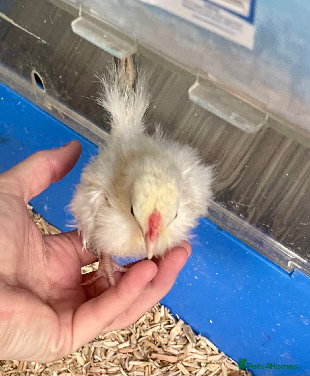 Chickens poultry for sale: 2 Silkied Seramas  - Image 4