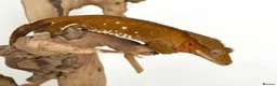 Gecko reptiles for sale: Gargoyles gecko and crested geckos  - Advert 4