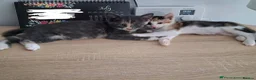 Mixed Breed cats for adoption: Gorgeous kitten Bo looking for forever home - Advert 4