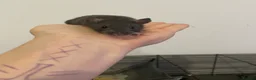 Rat rodents for sale: Pure Siamese and mixed Siamese babies  - Advert 5