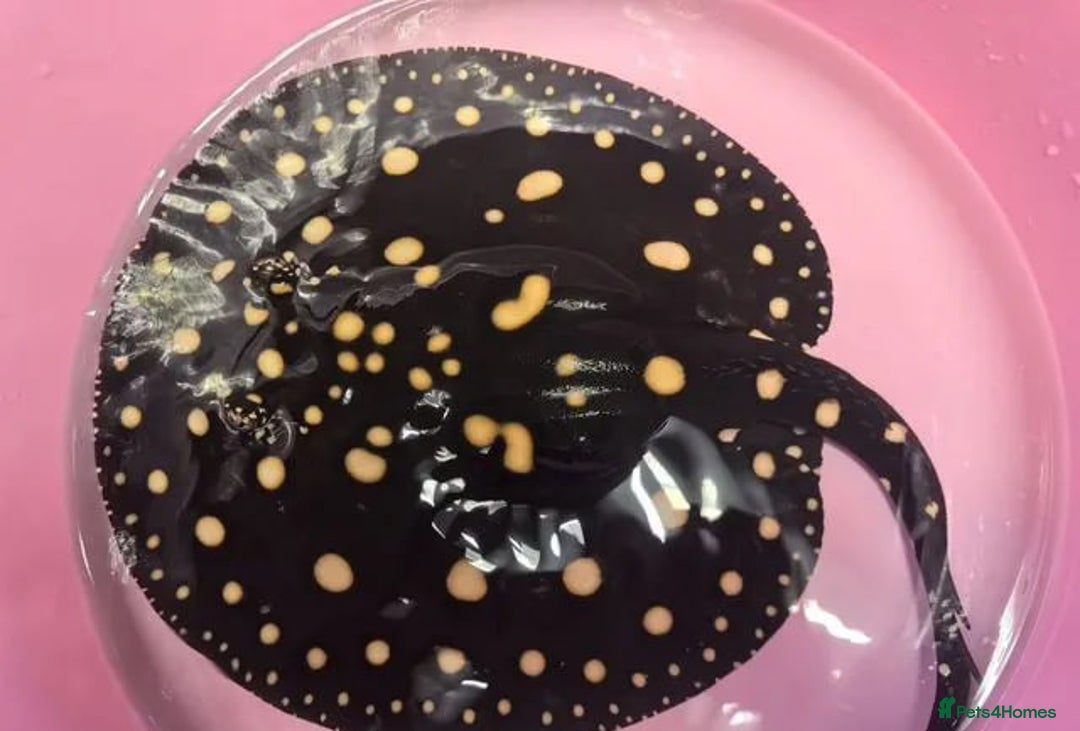 Catfish fish for sale: Stingray Black Diamond Sao Felix - Image 2