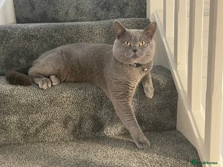 British Shorthair cats For stud - Advert 20