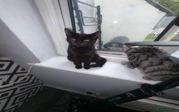 Burmese cats for sale: Small black Burmese - Image 3
