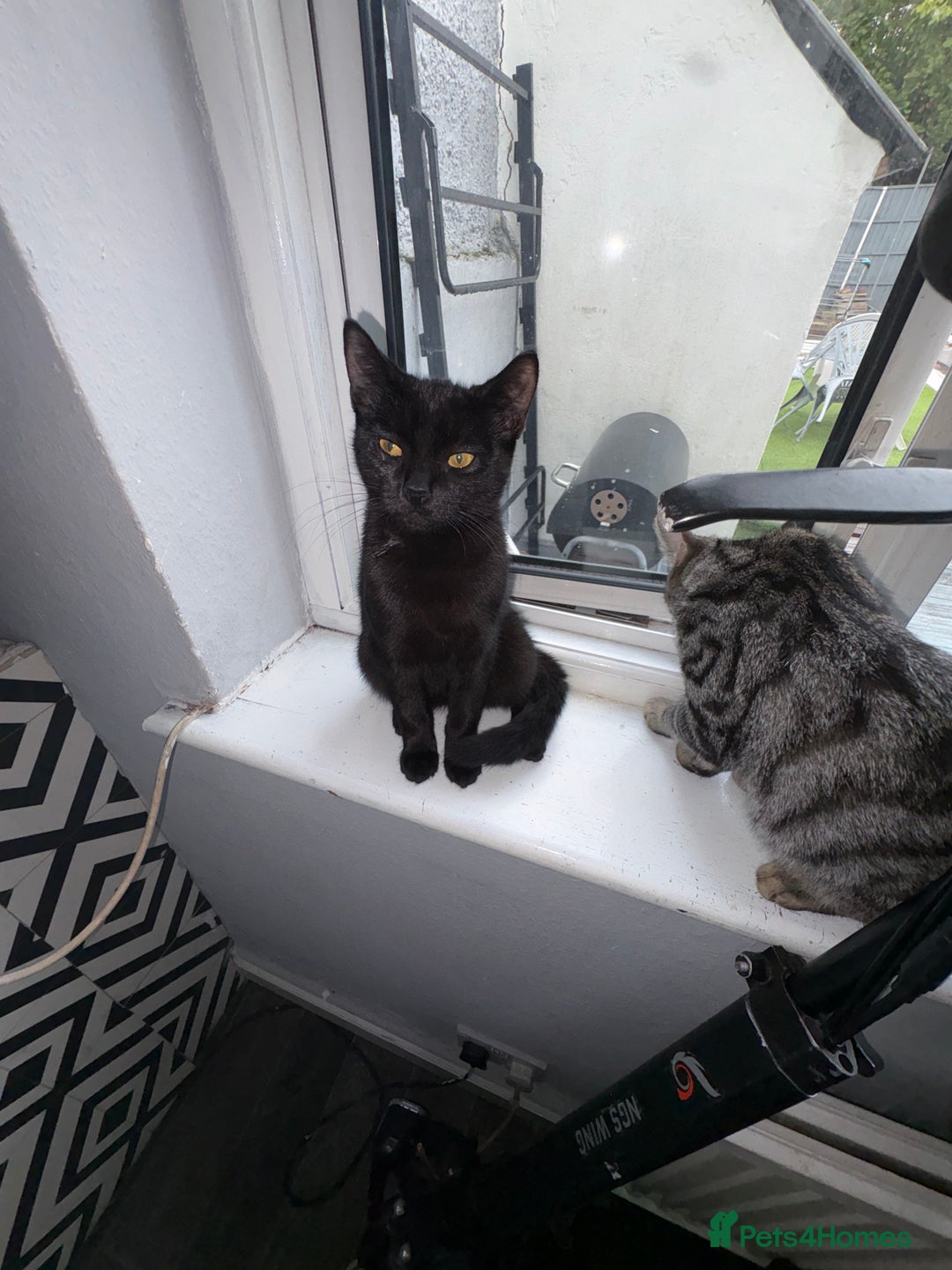 Burmese cats for sale: Small black Burmese - Image 3