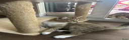 Mixed Breed cats for sale: Ariel & Coral 🧡💛 2 girls ready to leave  - Advert 7