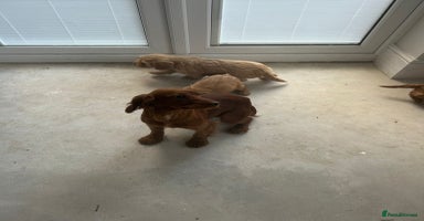 Cockapoo dogs Cockapoo puppies F1 - Advert 4