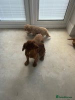 Cockapoo dogs Cockapoo puppies F1 - Advert 4