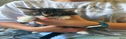 Mixed Breed cats for sale: Kittens - Advert 3