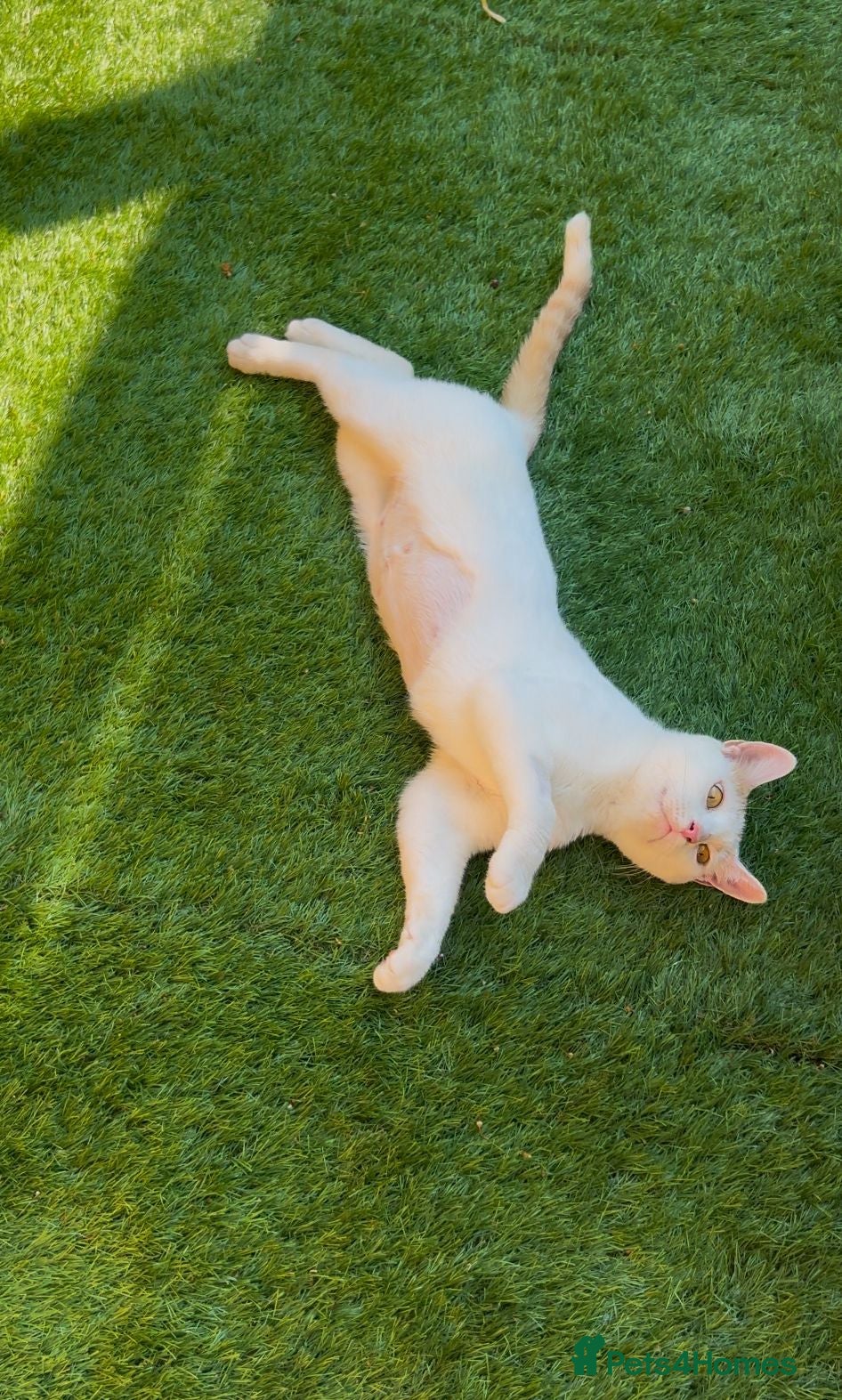 Mixed Breed cats Beautiful inside and out - young rescue female cat - Advert 1