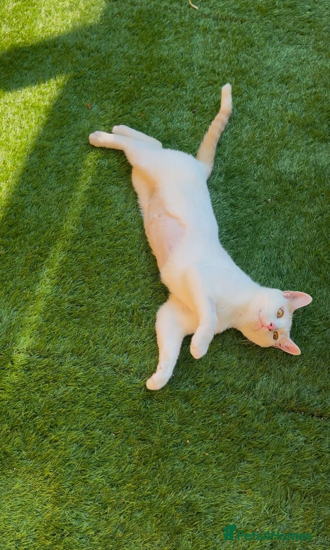 Mixed Breed cats for adoption: Beautiful inside and out - young rescue female cat - Advert 1