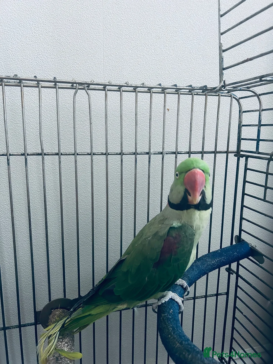 Parrots birds for sale: Alexandrine parakeet - Advert 2