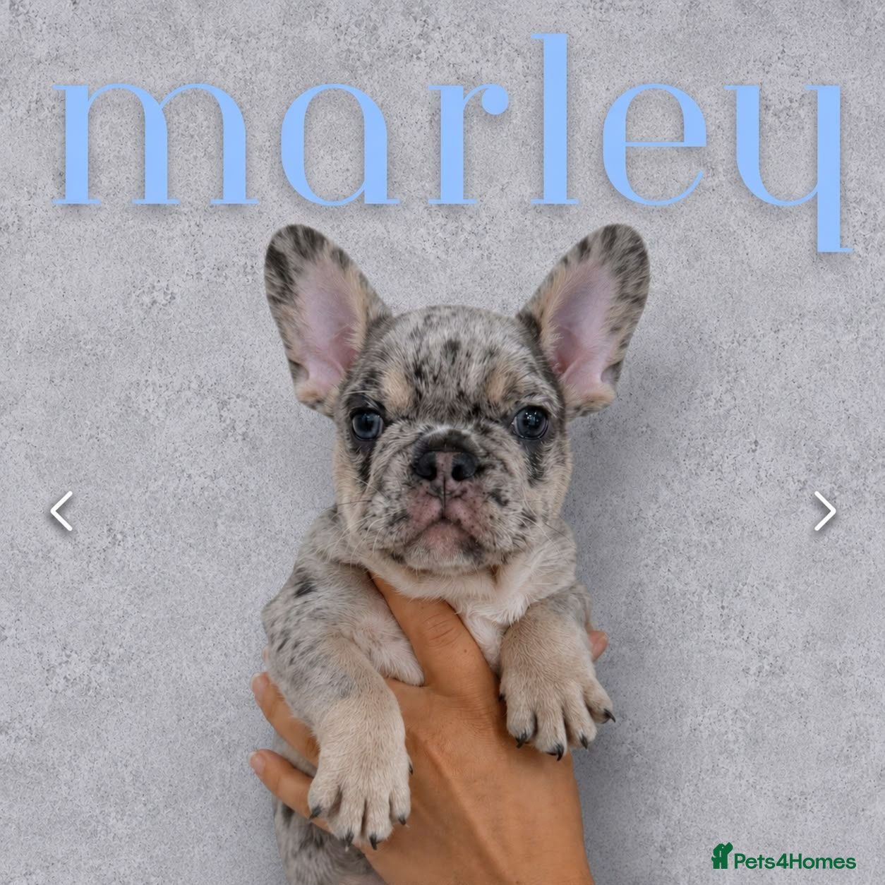 French Bulldog dogs 2x Male French Bulldogs For Sale - Advert 1