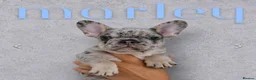 French Bulldog dogs for sale: 2x Male French Bulldogs For Sale - Advert 1