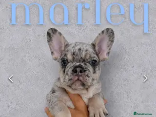 French Bulldog dogs 2x Male French Bulldogs For Sale - Advert 1