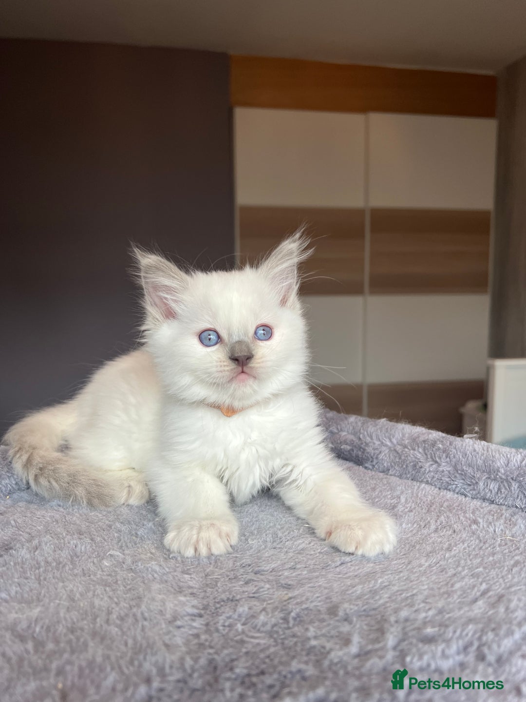 Ragdoll cats for sale: GCCF Ragdoll kittens for sale - Advert 35