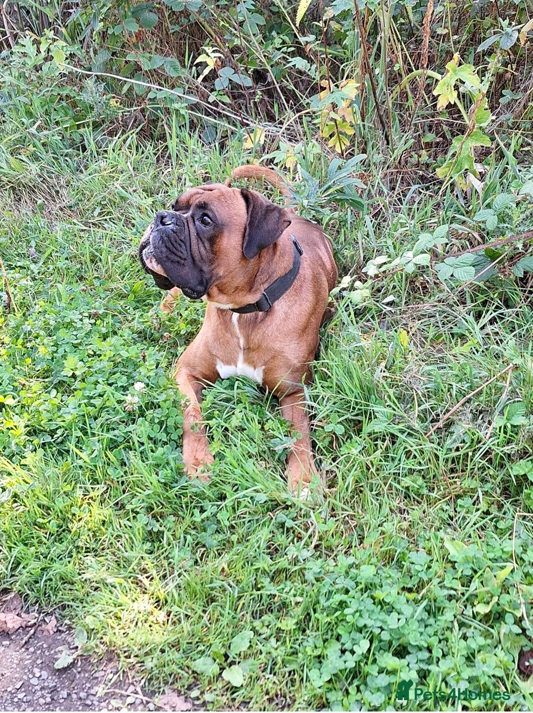 Boxer dogs for stud: Beautiful Arthur - Advert 4