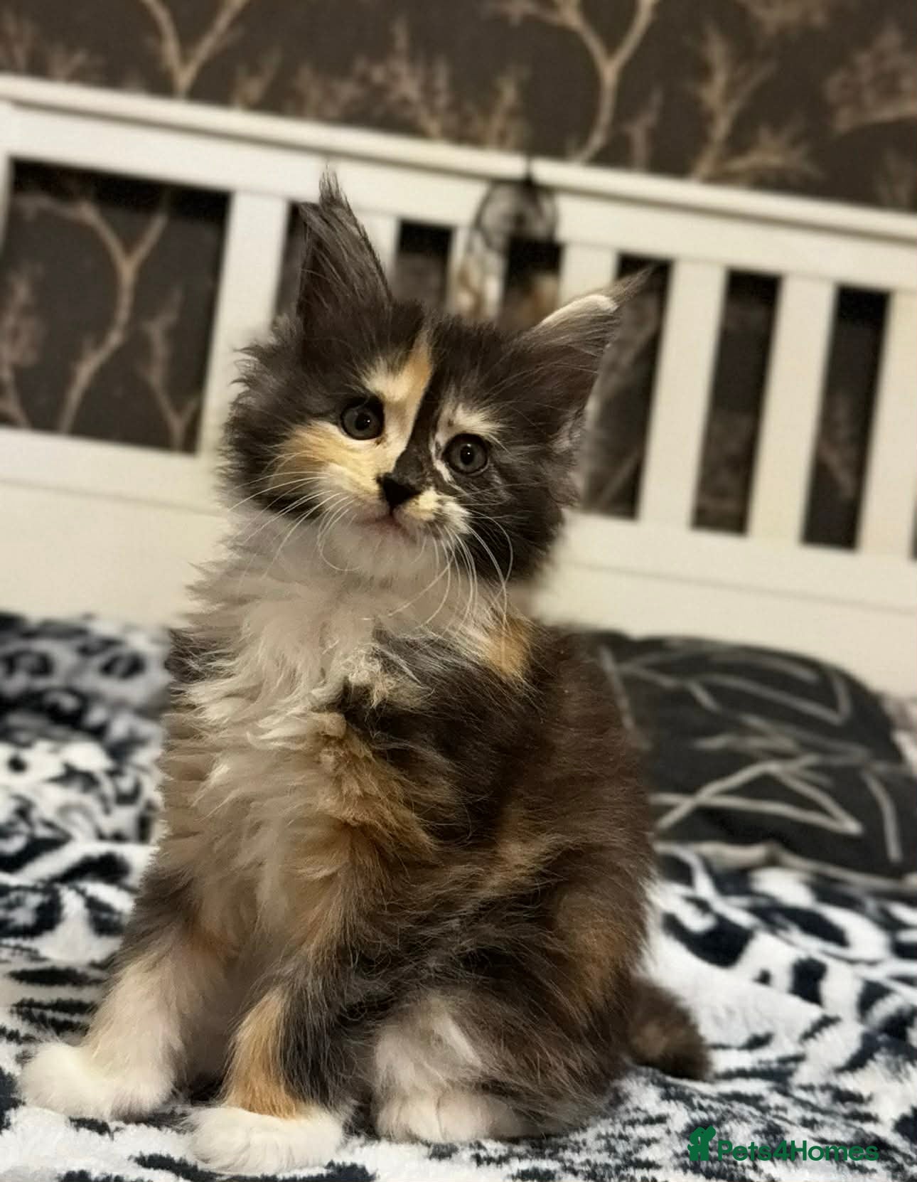 Maine Coon cats 🐱2 GIRLS MAINE COON KITTENS READY FOR NEW HOME🐱 - Advert 18